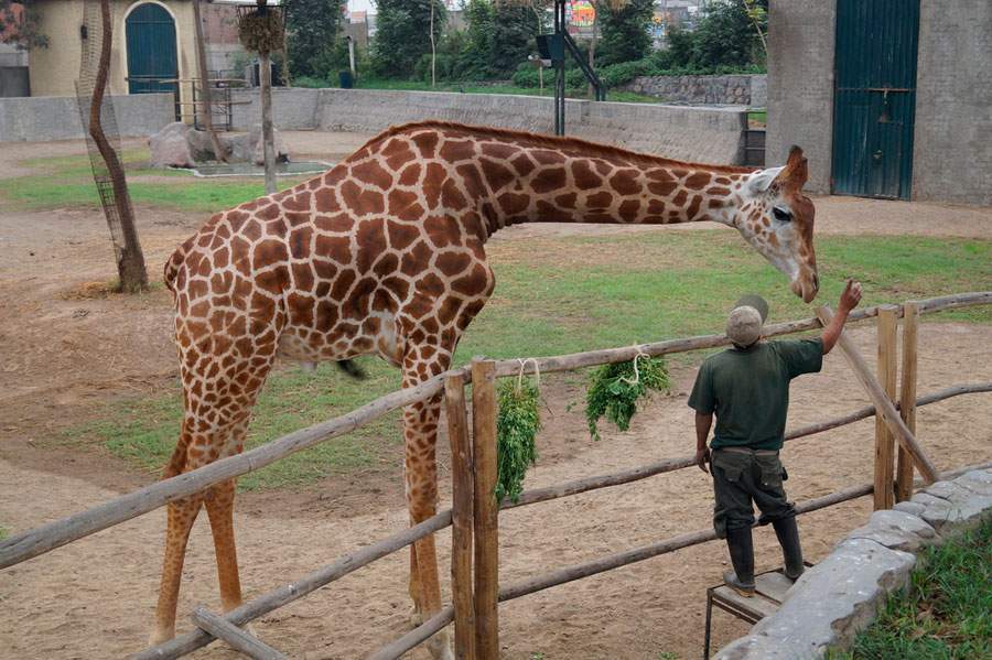 PARQUE-ZOOLOGICO-HUACHIPA