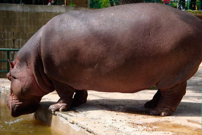 Zoo-de-Barcelona