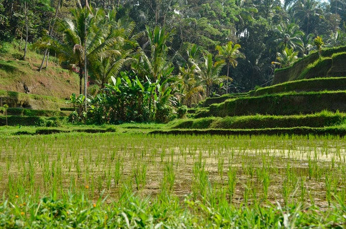 INDONESIA-QUE-HACER